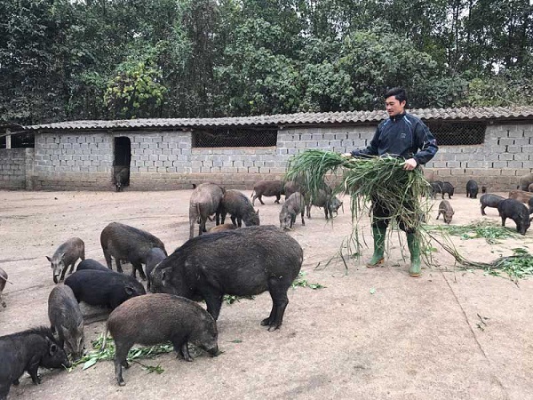 Giá lợn rừng giống hiện nay là bao nhiêu? Lợn rừng lai, khai vị, Campuchia, ...