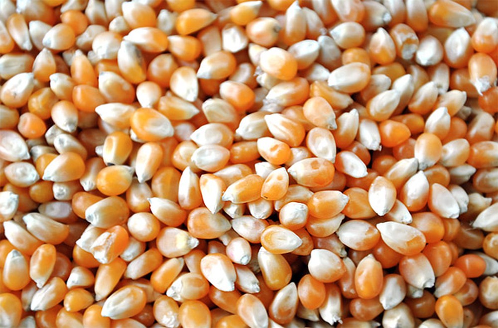 Giá hạt giống ngô làm thức ăn chăn nuôi hiện nay là bao nhiêu? Nơi mà bạn đã mua nó?