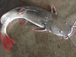 Cá đuôi đỏ, đen, vàng, sông Lang giá bao nhiêu 1kg? Mua và bán ở đâu giá rẻ?